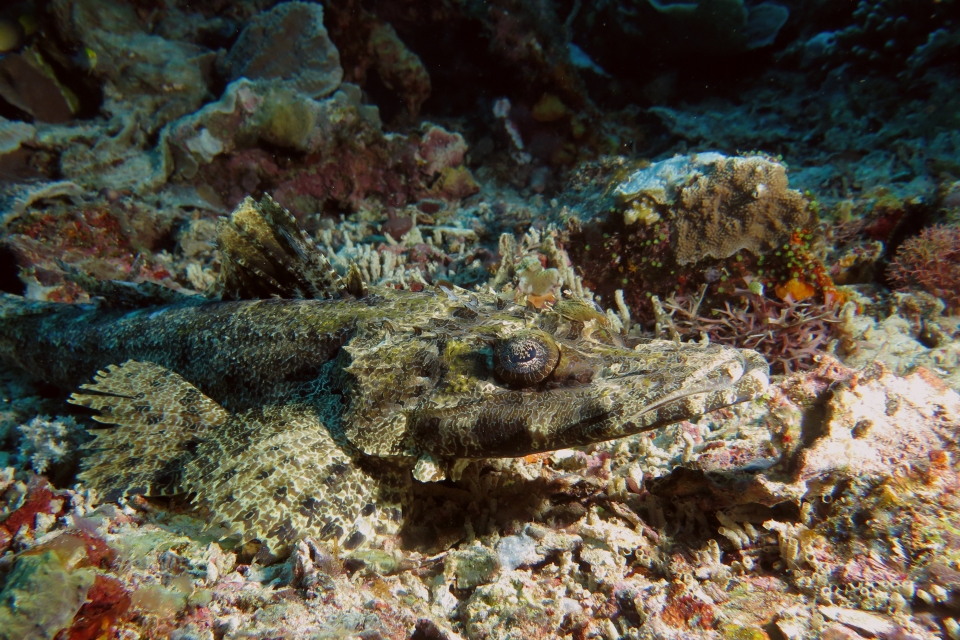 Papilloculiceps longiceps
