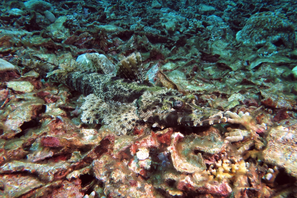 Cymbacephalus beauforti