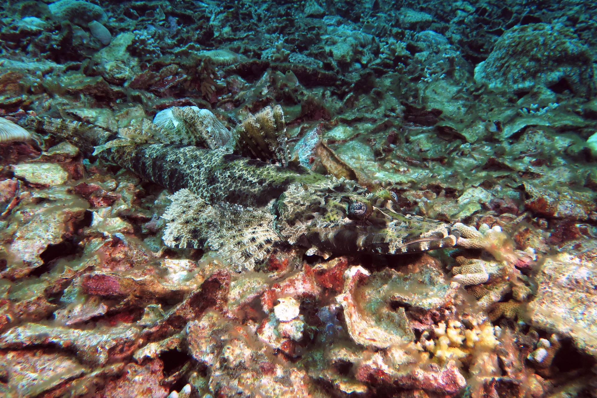 Cymbacephalus beauforti