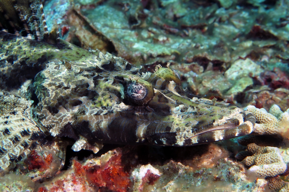 Cymbacephalus beauforti