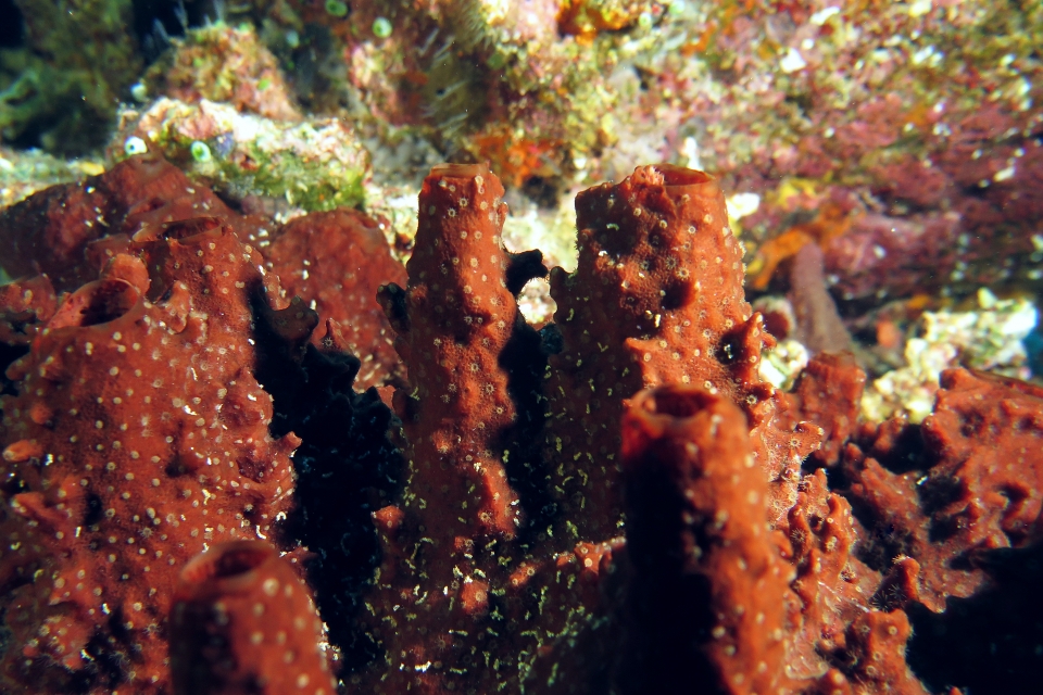Eponge, Nausithoe punctata, Polydorella prolifera