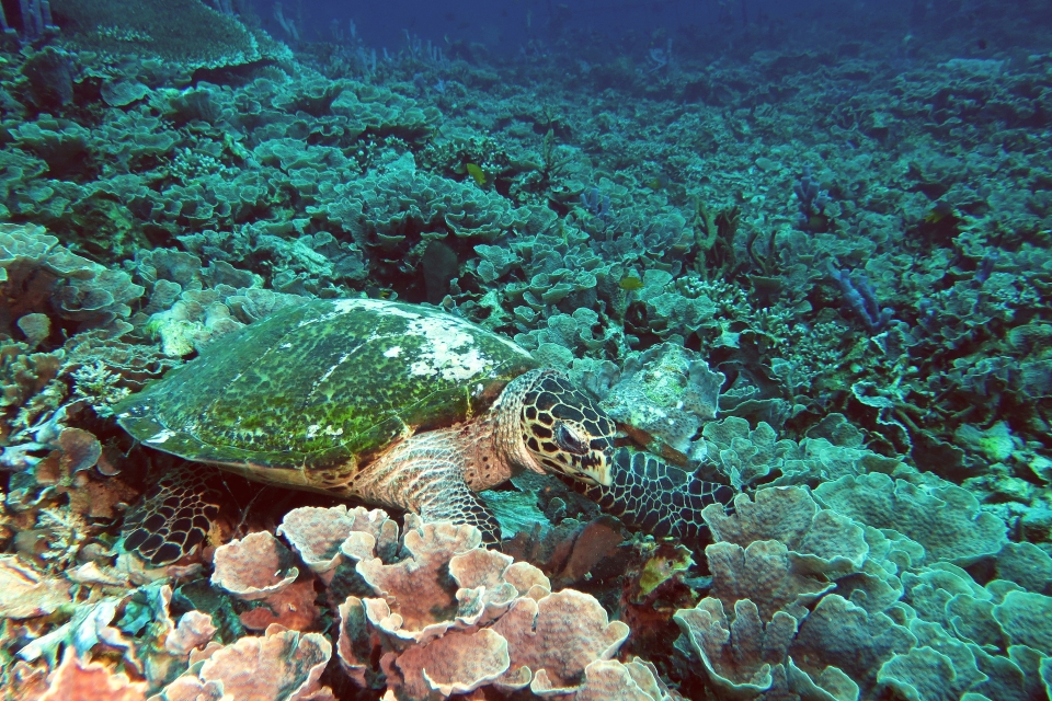 Eretmochelys imbricata