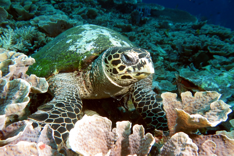Eretmochelys imbricata