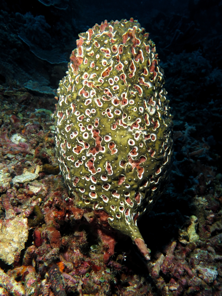 Eponge, Leptoclinides reticulatus