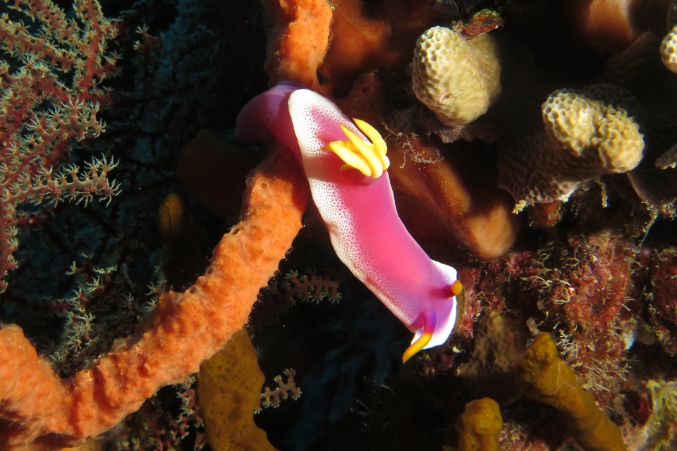 Hypselodoris bullockii