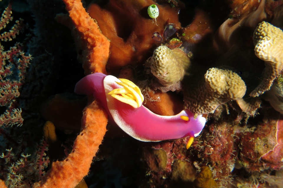Hypselodoris bullockii