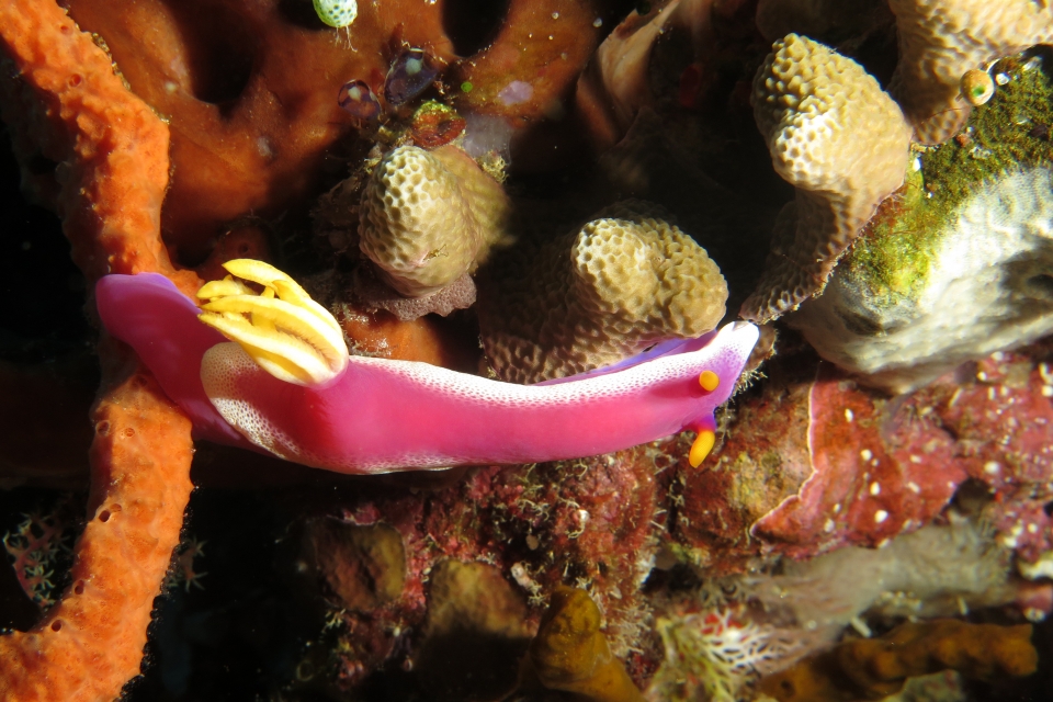 Hypselodoris bullockii
