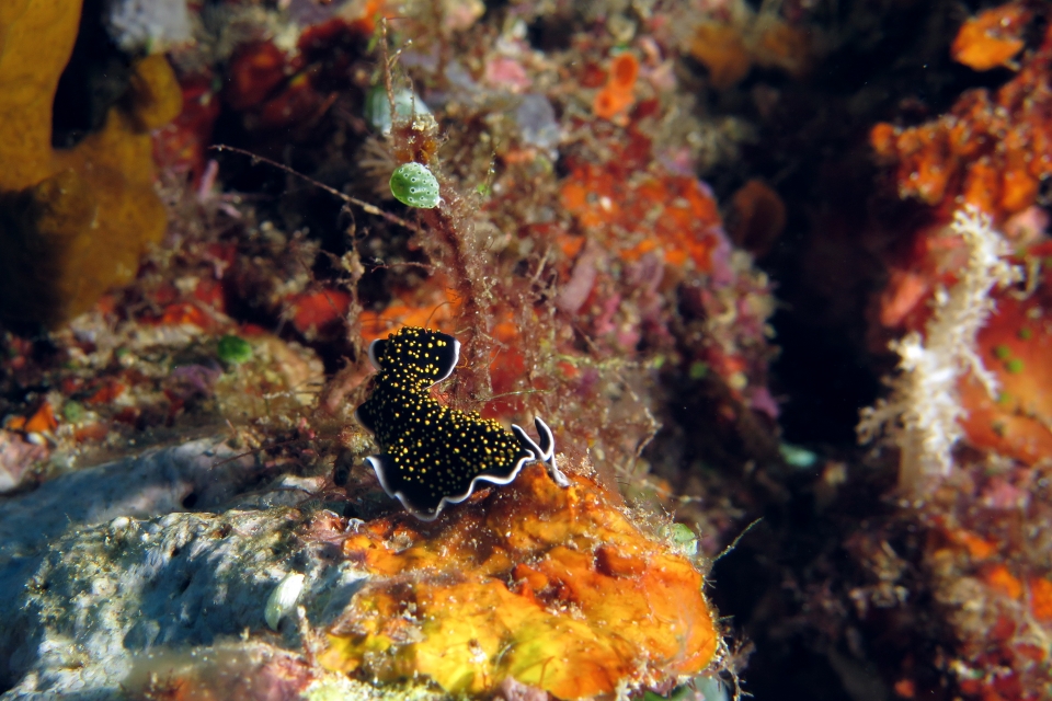 Thysanozoon nigropapillosum