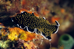 Thysanozoon nigropapillosum