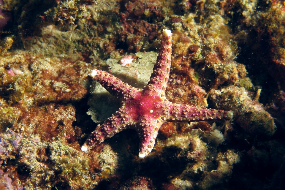 Neoferdina cumingi