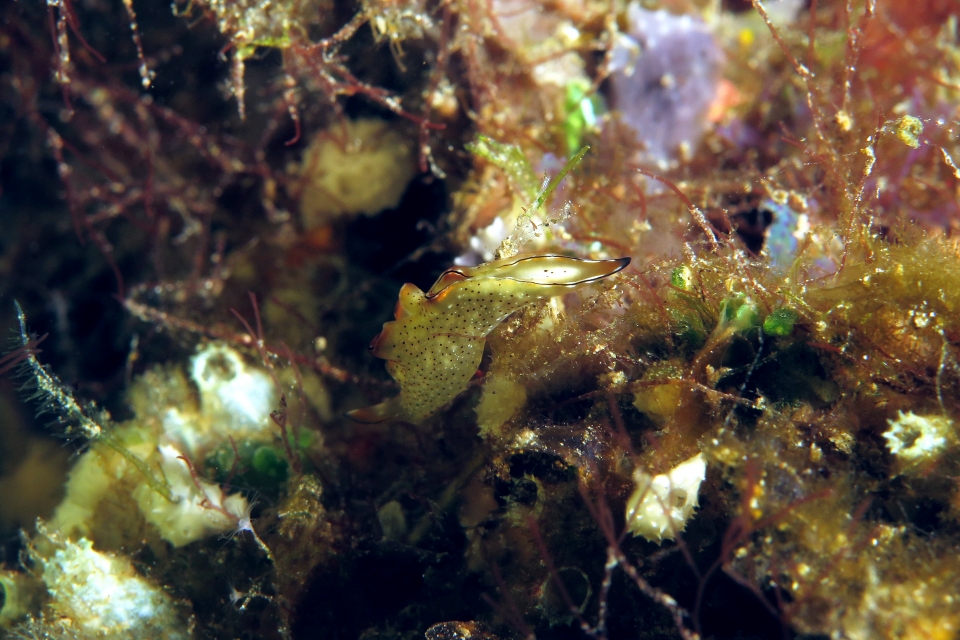 Elysia marginata