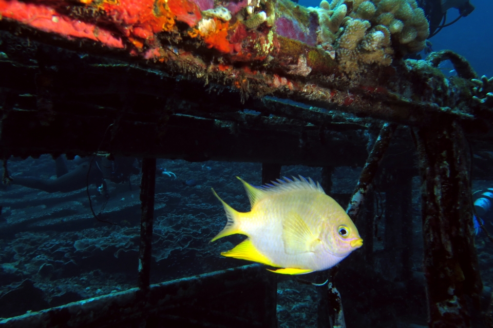 Amblyglyphidodon aureus