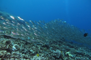Decapterus russelli