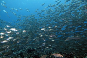 Decapterus russelli