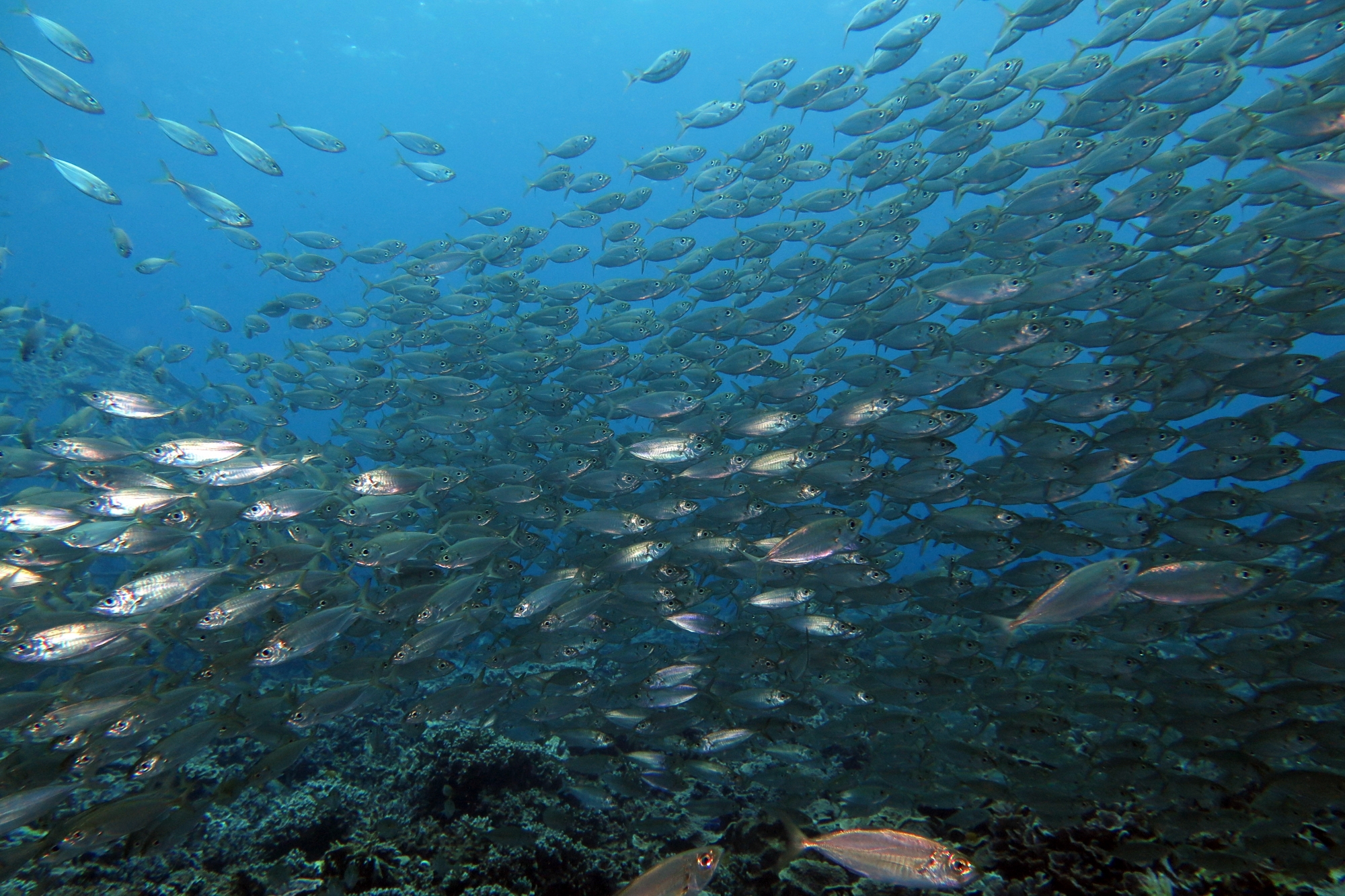 Decapterus russelli
