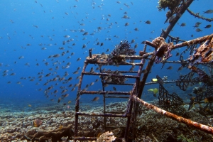 Chromis ternatensis