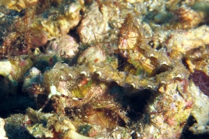 Pteraeolidia semperi