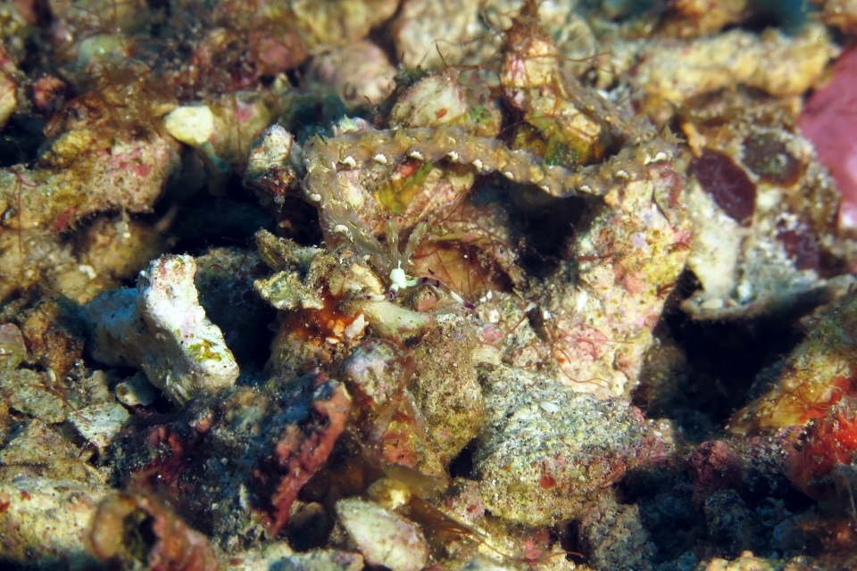 Pteraeolidia semperi