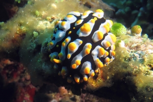 Phyllidia varicosa