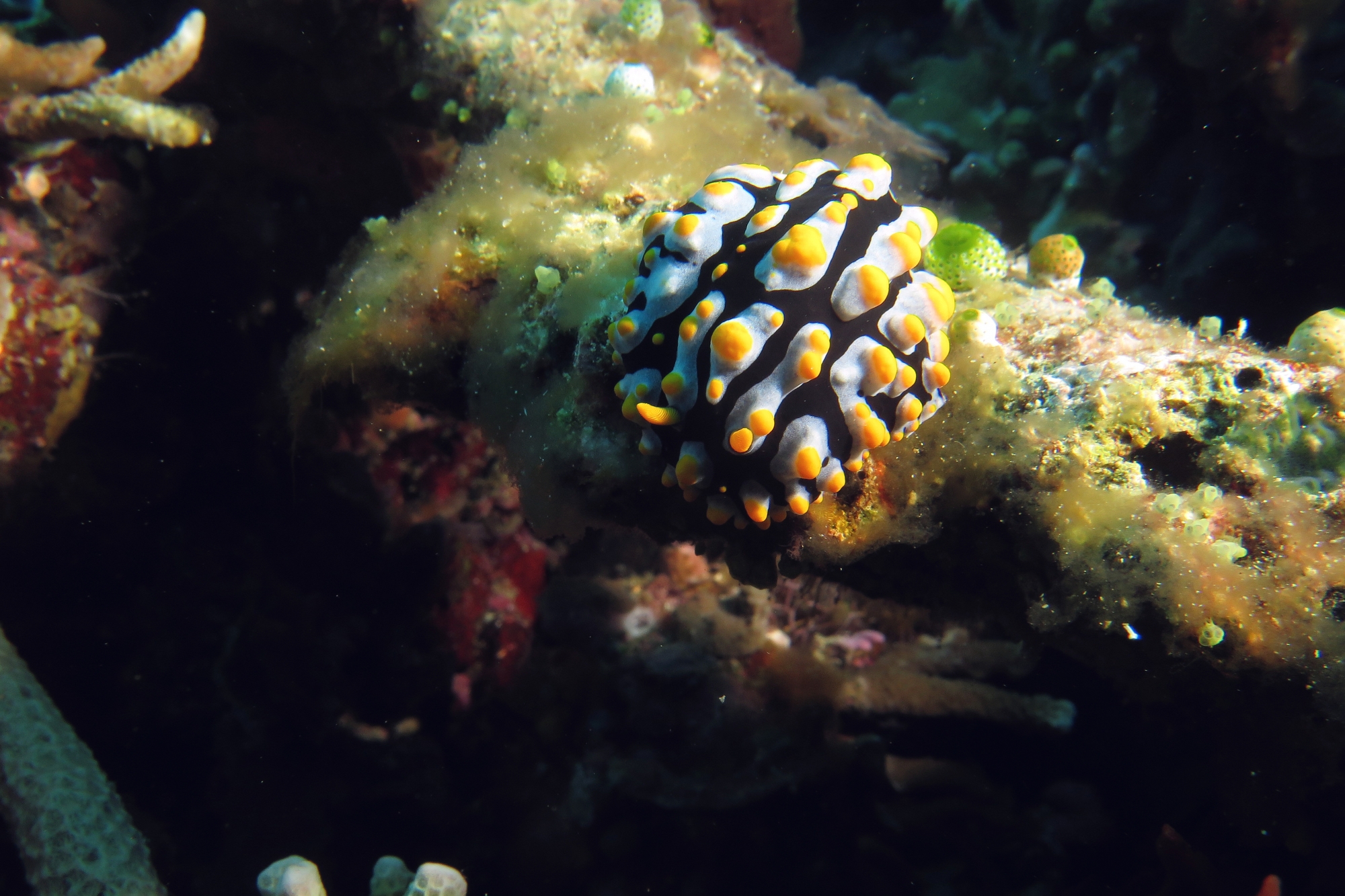 Phyllidia varicosa