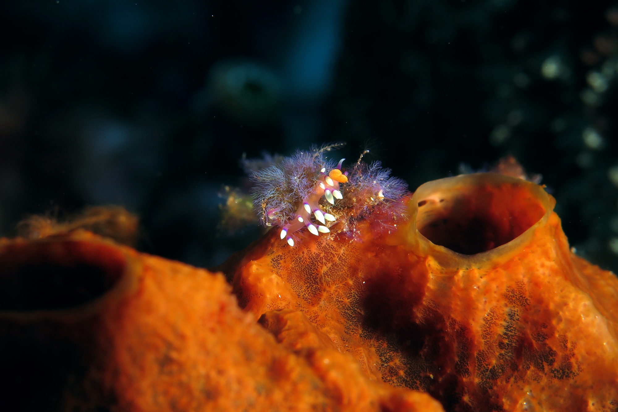 Flabellina exoptata
