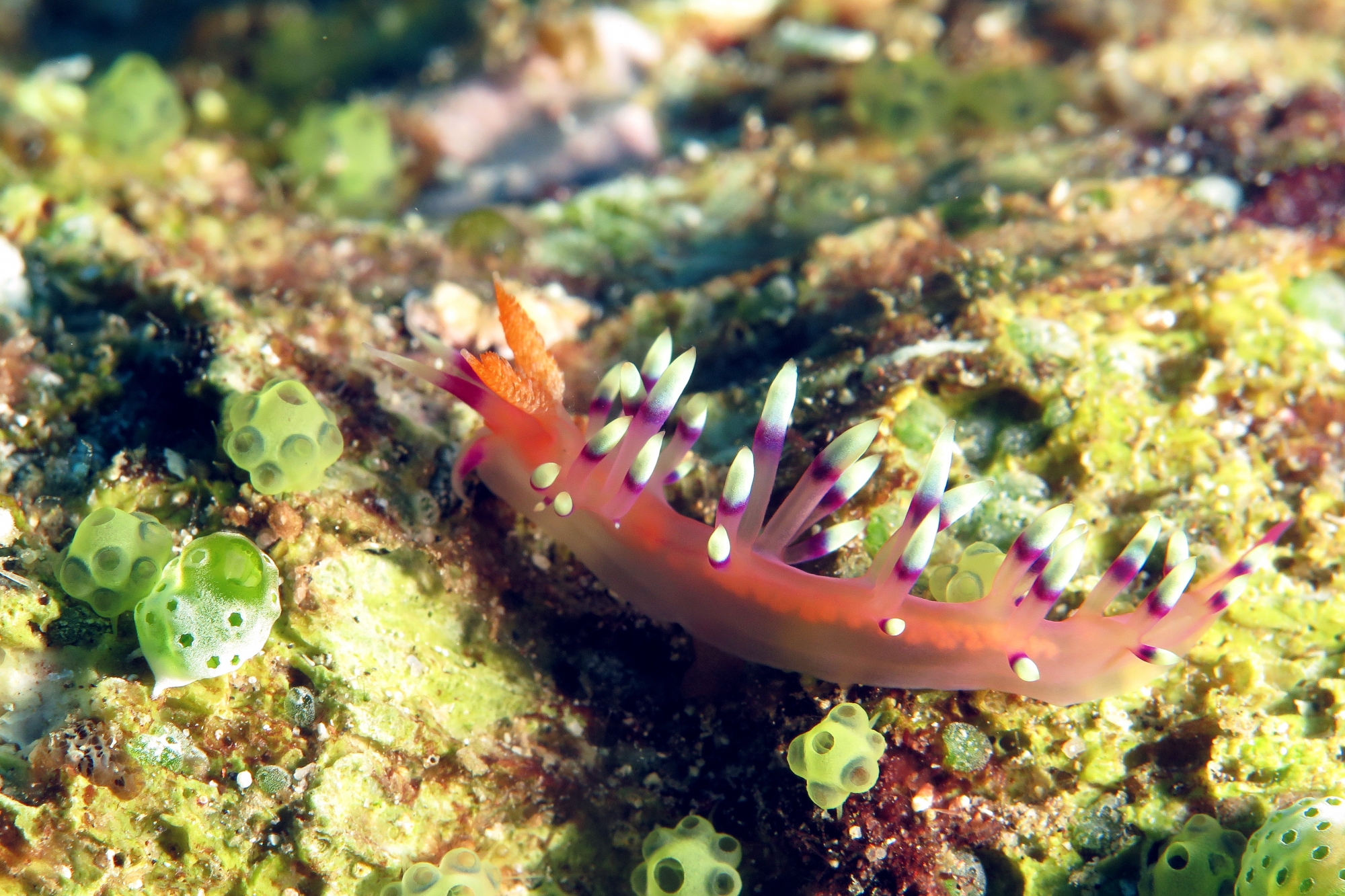 Flabellina exoptata