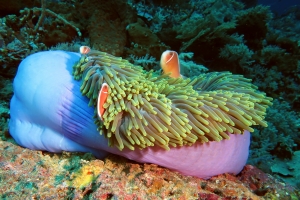Amphiprion perideraion, Heteractis magnifica