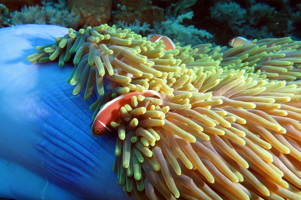 Amphiprion perideraion, Heteractis magnifica