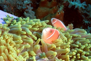 Amphiprion perideraion, Heteractis magnifica