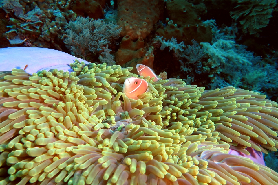 Amphiprion perideraion, Heteractis magnifica