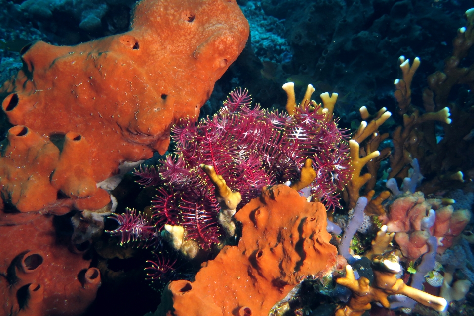 Crinoïde, Corail