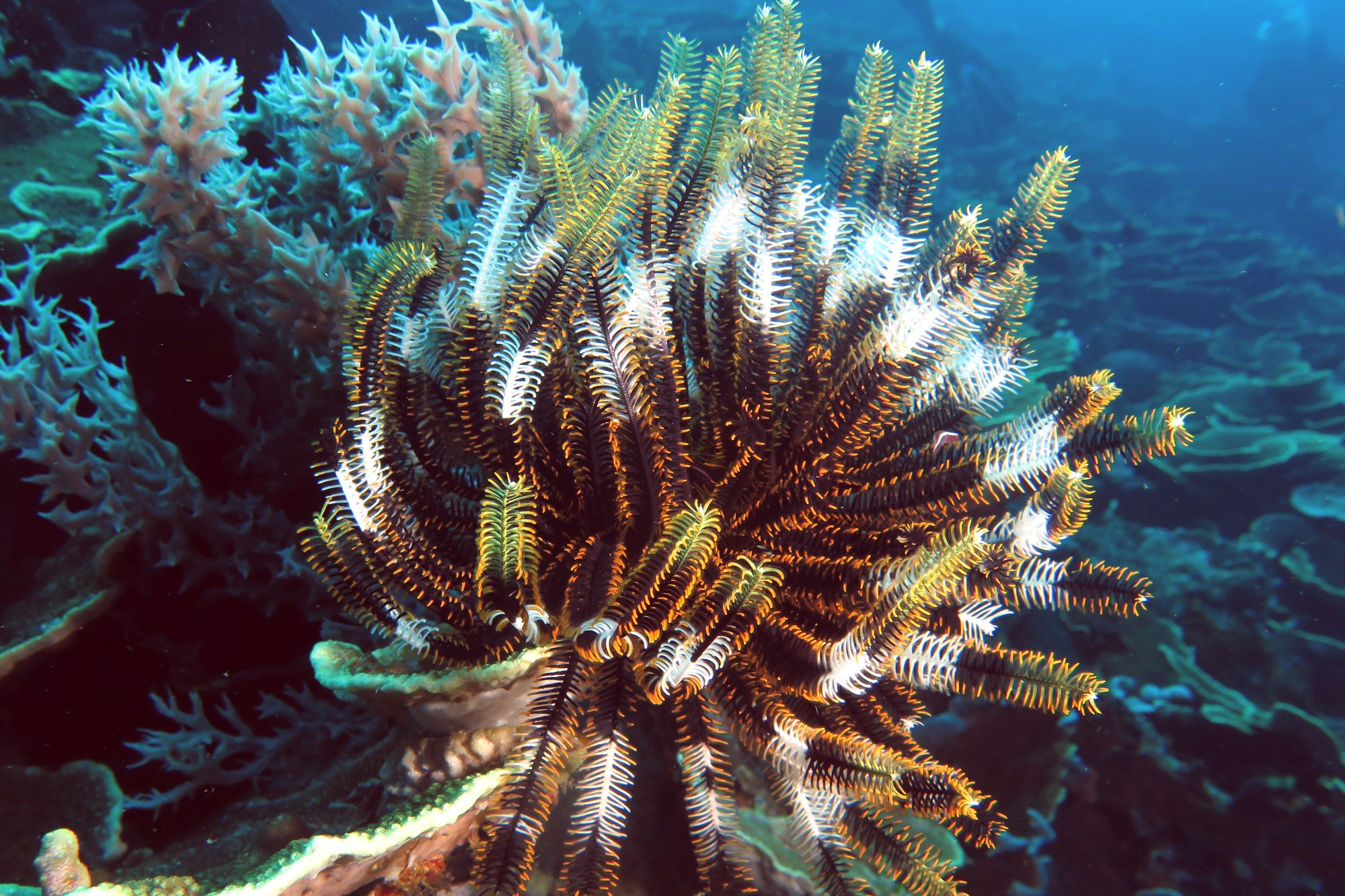 Crinoïde, Discotrema crinophilum
