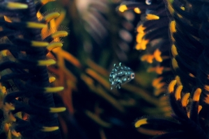 Crinoïde, Poisson juvénile ?