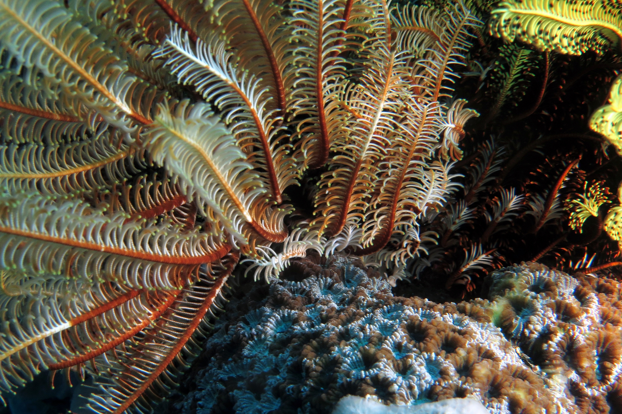 Crinoïde, Corail
