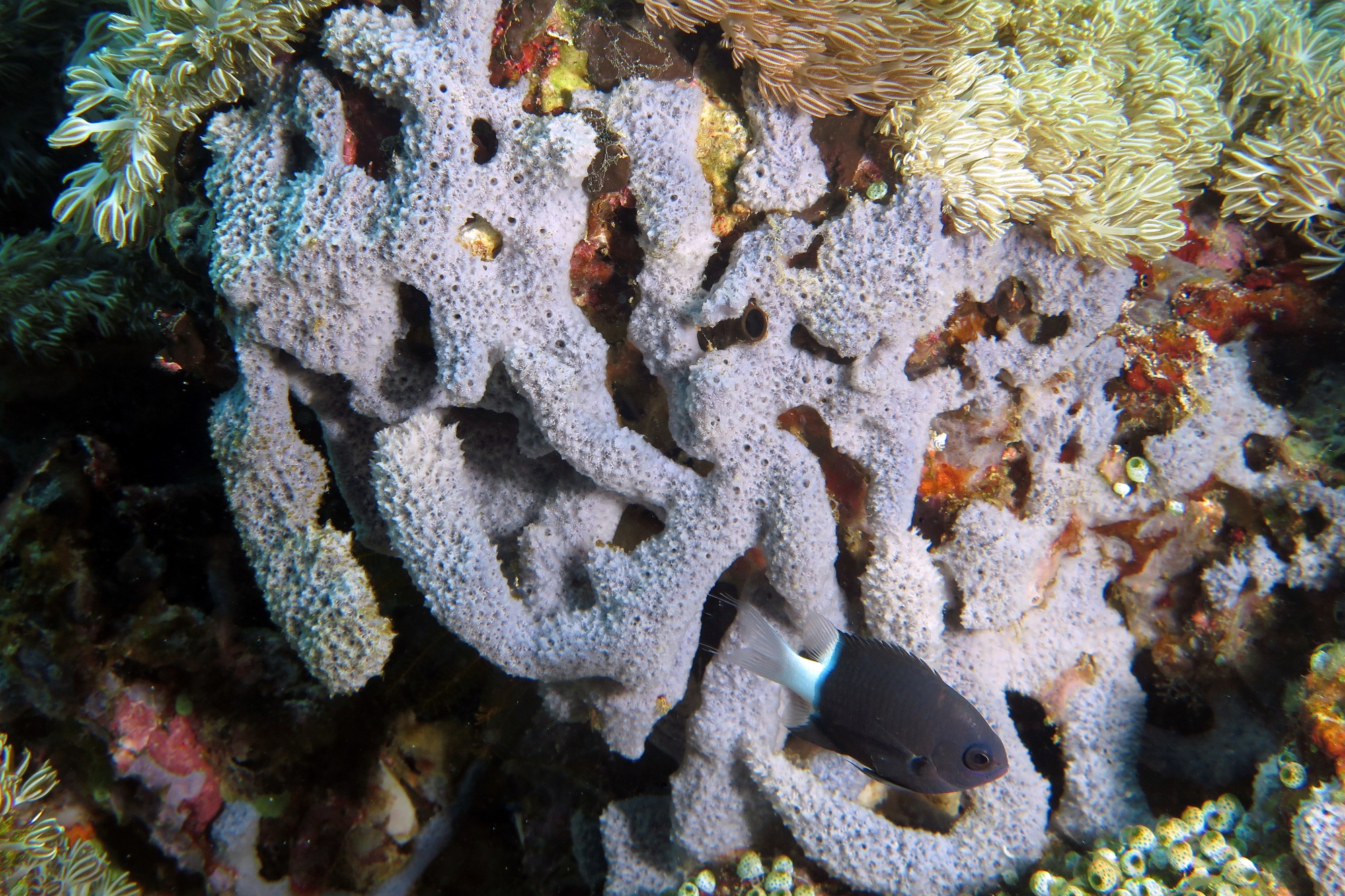 Eponge, Pycnochromis margaritifer