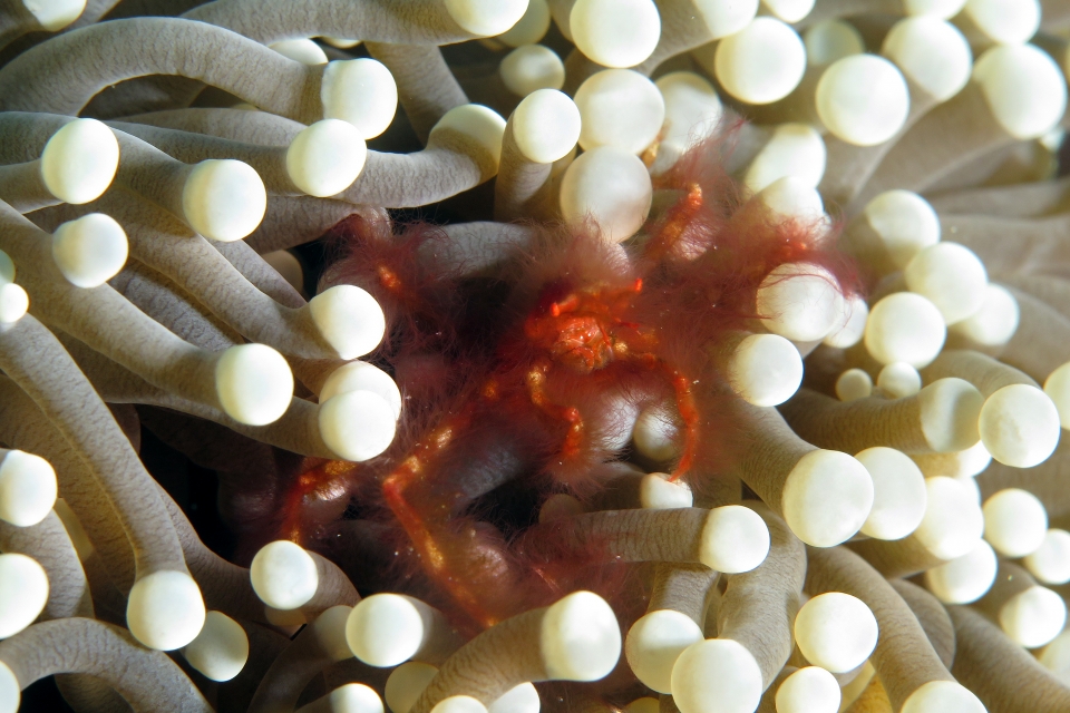 Achaeus japonicus, Euphyllia glabrescens