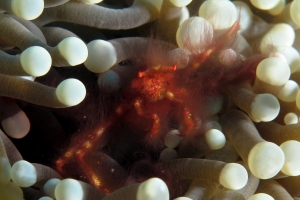 Achaeus japonicus, Euphyllia glabrescens