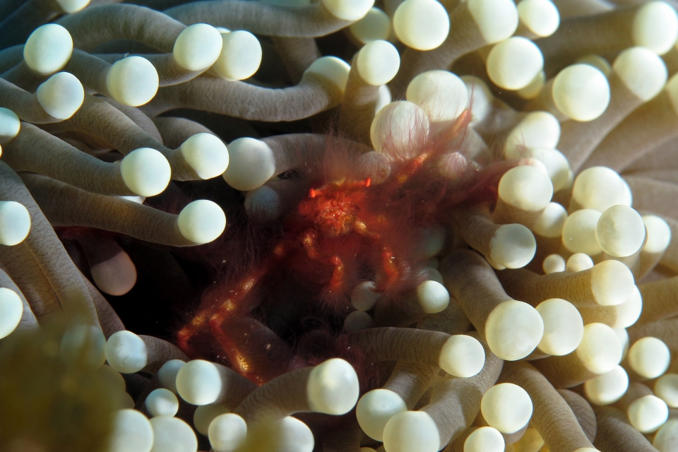 Achaeus japonicus, Euphyllia glabrescens