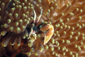 Neopetrolisthes ohshimai, Anémone