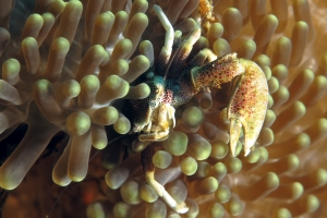 Neopetrolisthes ohshimai, Anémone