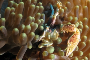 Neopetrolisthes ohshimai, Anémone