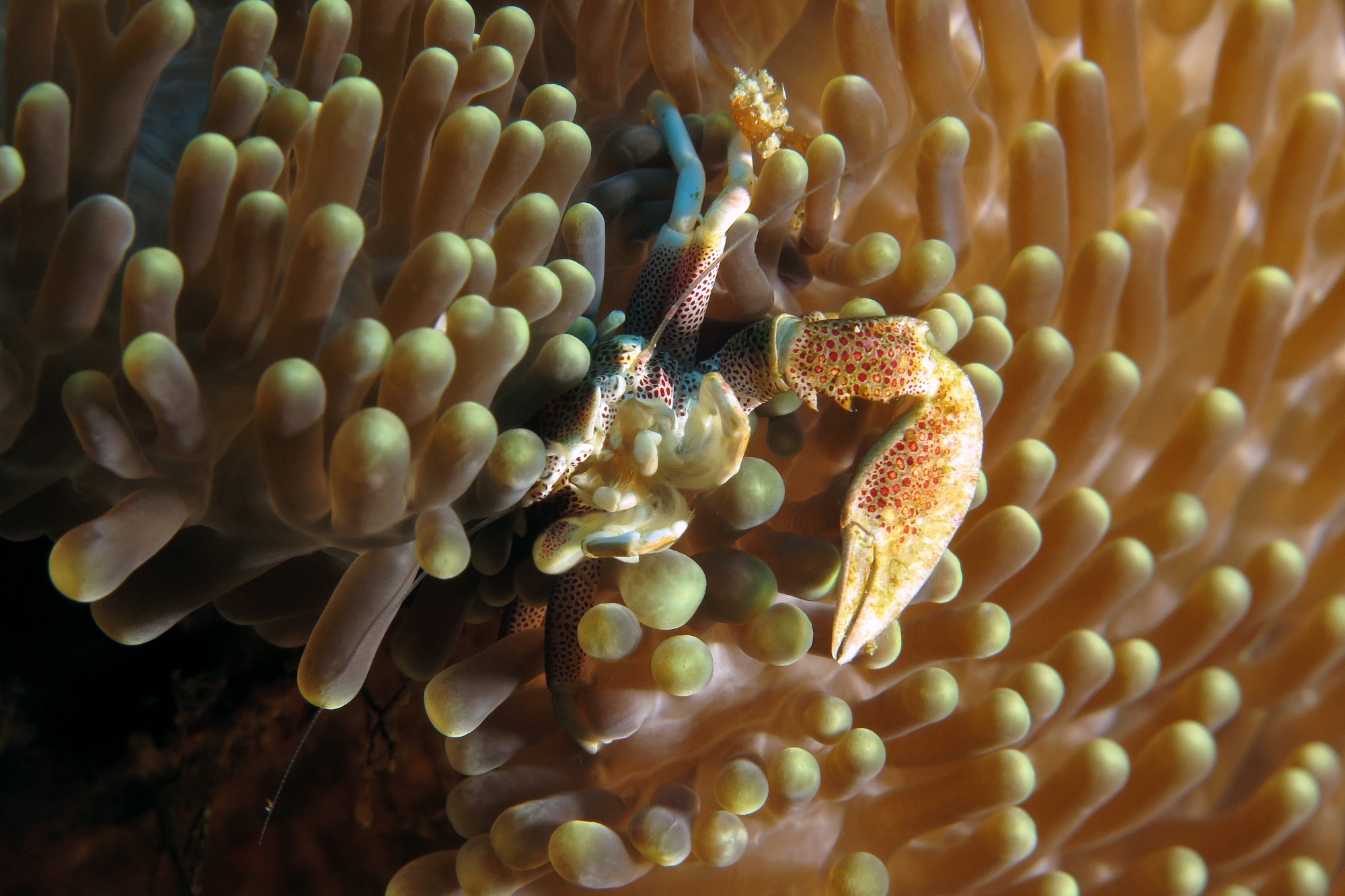 Neopetrolisthes ohshimai, Anémone