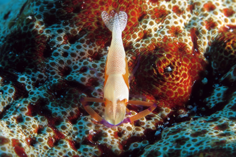 Zenopontonia rex, Thelenota anax