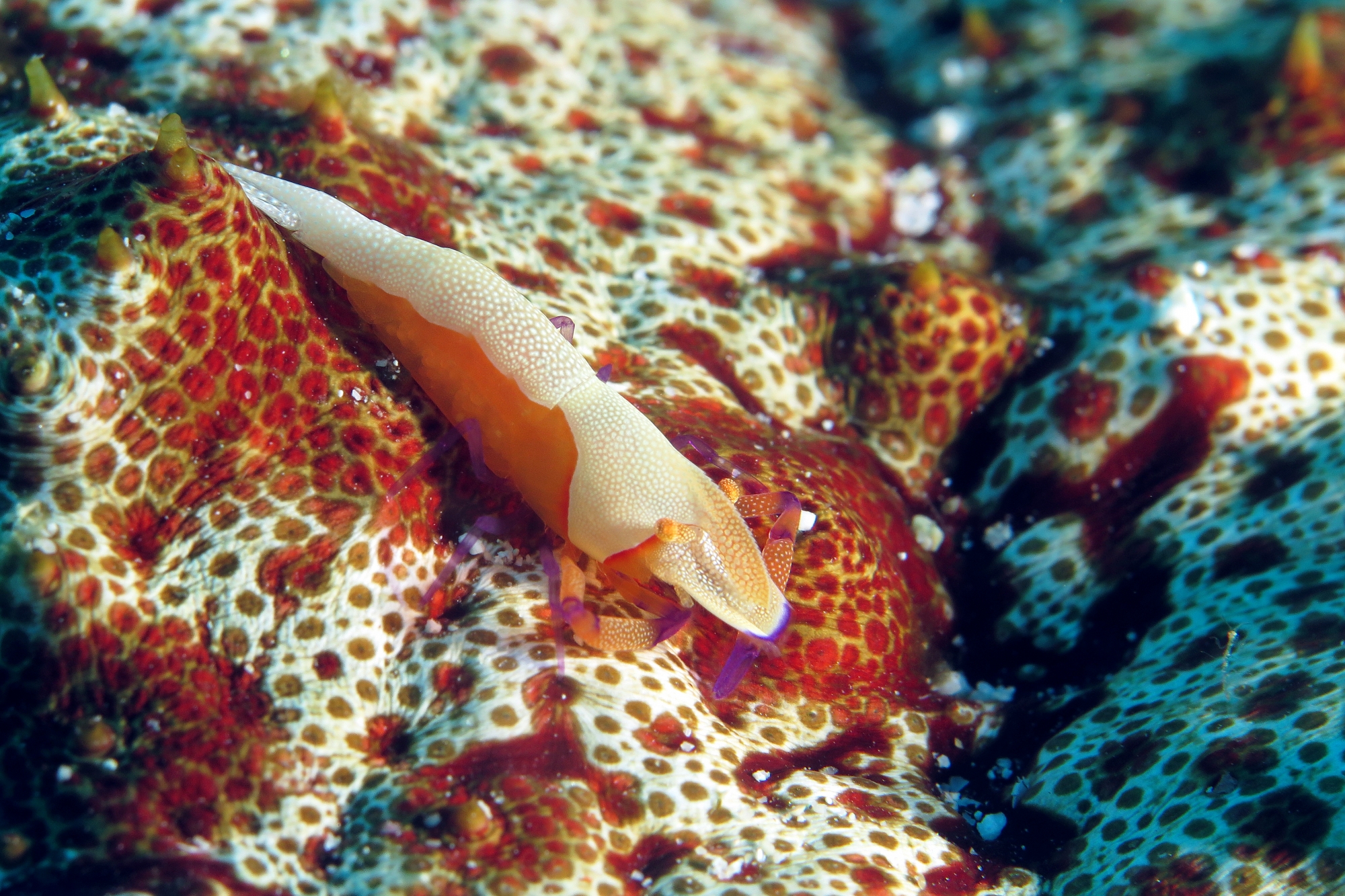 Zenopontonia rex, Thelenota anax