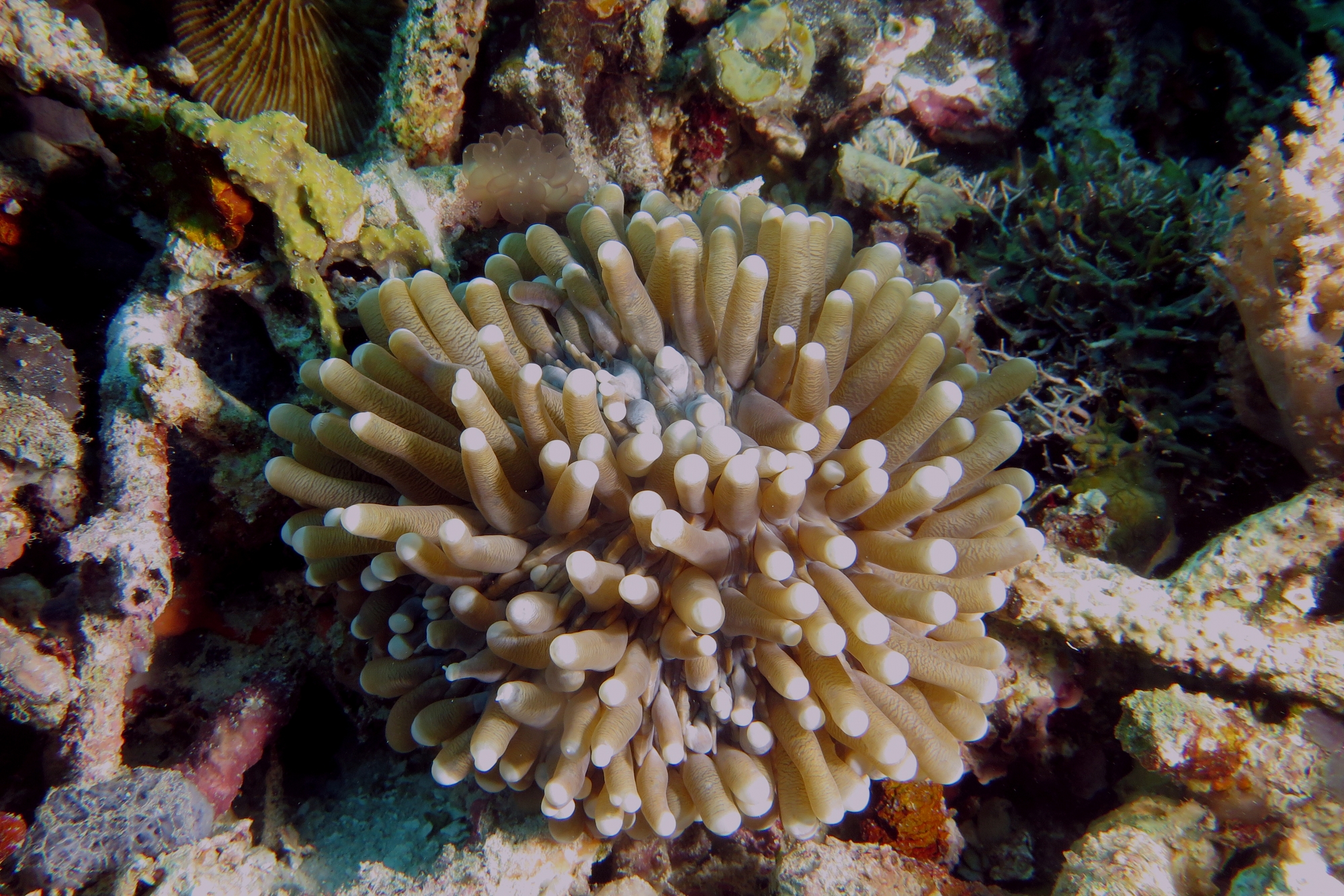 Heliofungia actiniformis