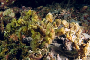 Camposcia retusa