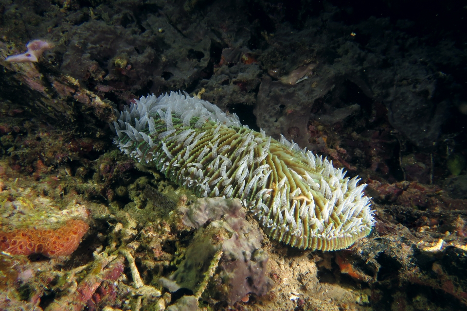 Ctenactis crassa ou Ctenactis echinata