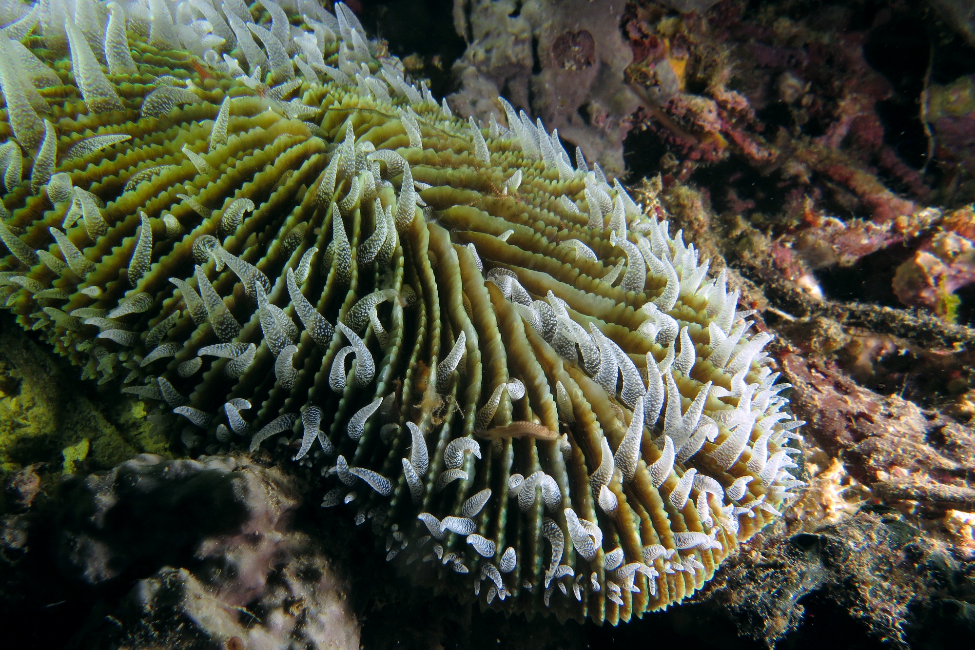 Ctenactis crassa ou Ctenactis echinata