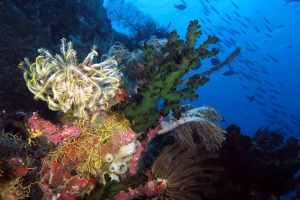 Belle biodiversité sur le récif !