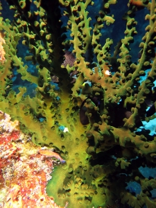 Tubastraea micranthus